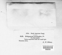 Polyporus versicolor image